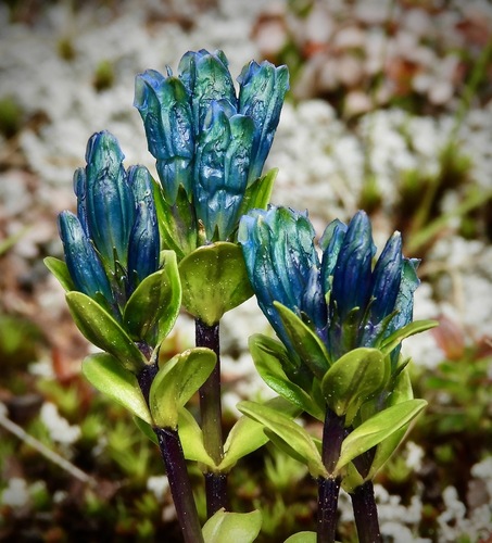 Gentiana glauca, photograph 6