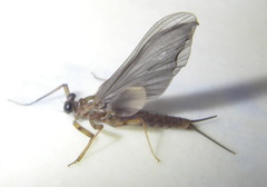 Epeorus pleuralis