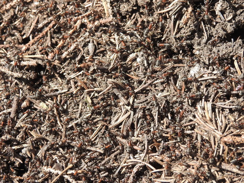 Formica rufa