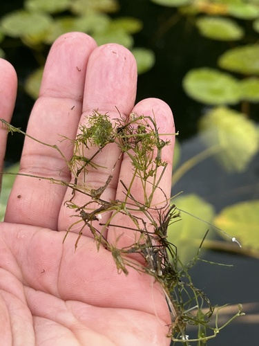 Nitella mucronata, 2026-08-25