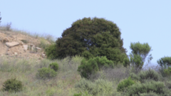 Baccharis pilularis consanguinea