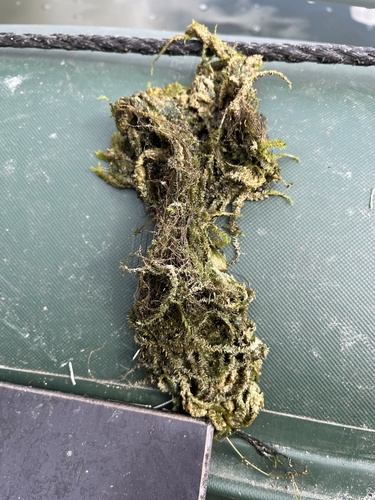 Streamside Leptodictyum Moss