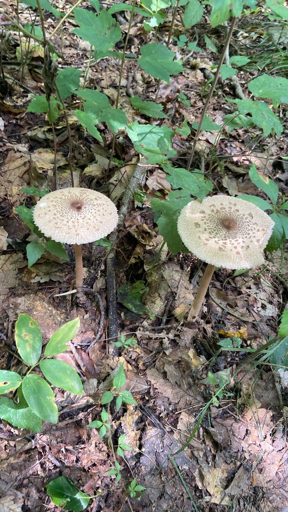 Myla's Parasol · August 2026 · photo: Photo: no rights reserved · iNaturalist