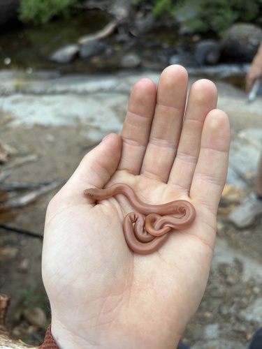 iNaturalist observation photo of Northern Rubber Boa
