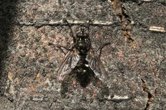 Sarconesia versicolor