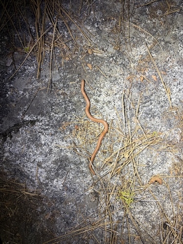 iNaturalist observation photo of Northern Rubber Boa