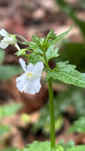 Nemesia floribunda, photograph 2