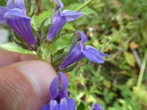 great blue lobelia (Lobelia siphilitica)