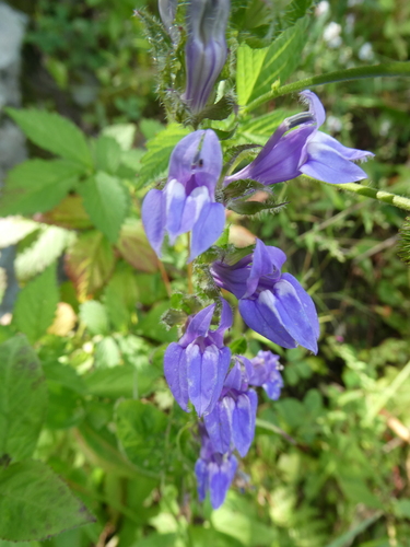 Lobelia siphilitica