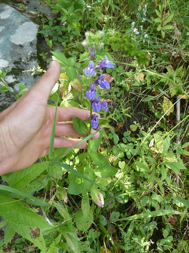 Lobelia siphilitica