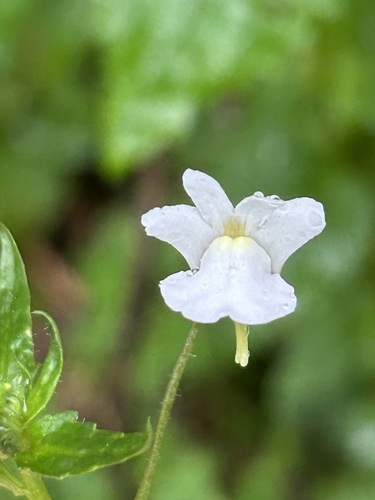 Nemesia floribunda, photograph 5