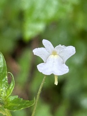 Nemesia floribunda, photograph (c) Alan Bell, some rights reserved (CC BY)