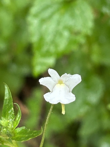 Nemesia floribunda, photograph 3