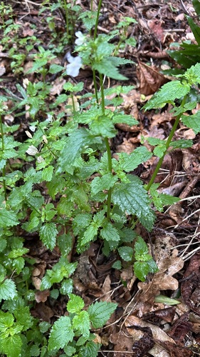 Nemesia floribunda, photograph 4