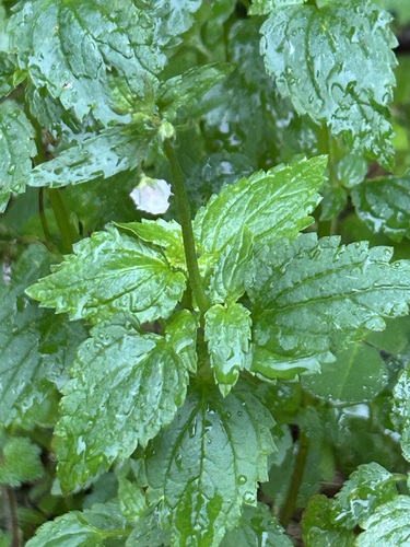 Nemesia floribunda, photograph 6
