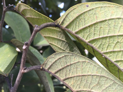 Passiflora sphaerocarpa, photograph 6