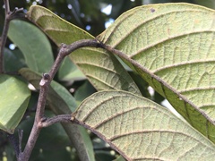 Passiflora sphaerocarpa, photograph John Ocampo, CC BY, iNaturalist via GBIF