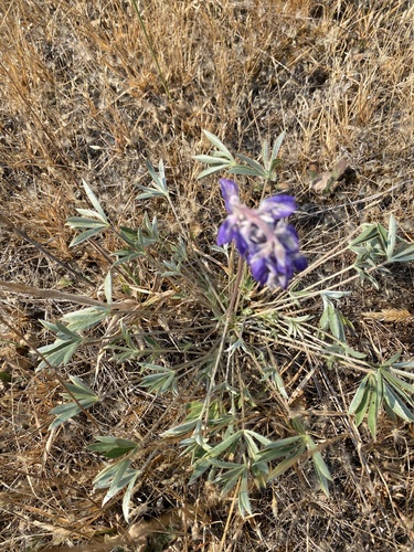 Miniature Lupine