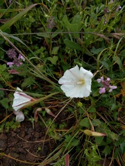 Calystegia purpurata