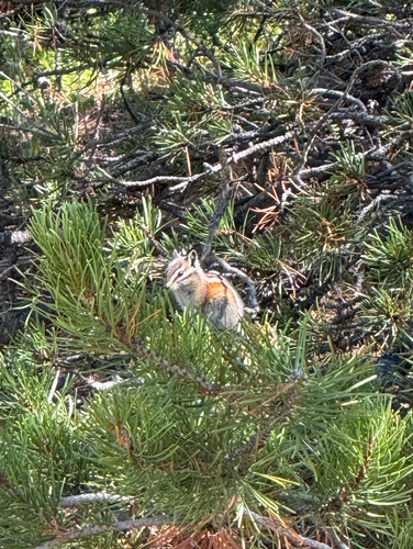 Colorado Chipmunk observed by gpin8589