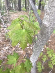 Acer saccharum