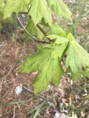 Acer saccharum