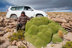 Azorella compacta, photograph (c) Cody Hinchliff, some rights reserved (CC BY)
