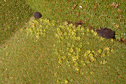 Azorella compacta, photograph 2