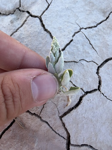 Chenopodium berlandieri