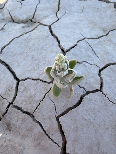 Chenopodium berlandieri, photograph 2