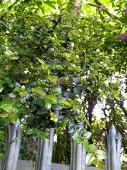 Luma apiculata