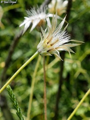 Catananche lutea