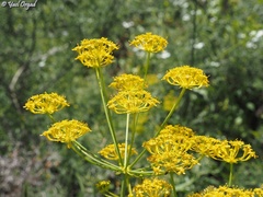 Heptaptera anisoptera