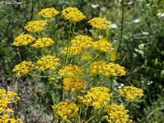 Heptaptera anisoptera