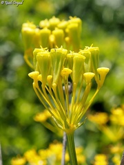 Heptaptera anisoptera