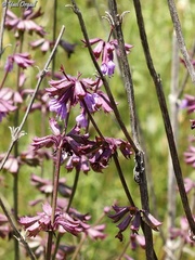 Salvia judaica