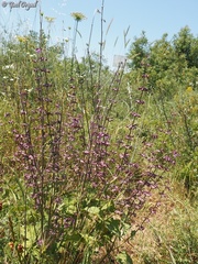 Salvia judaica
