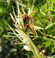Himantoglossum caprinum