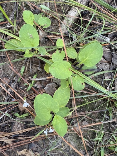 Viola primulifolia, photograph 3