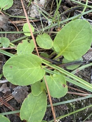 author not stated, no rights reserved Viola primulifolia, photograph author not stated, no rights reserved
