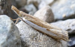 Crambus sperryellus
