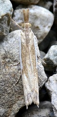 Crambus sperryellus