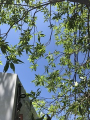 × chitalpa tashkentensis