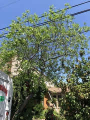 × chitalpa tashkentensis