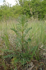 Scabiosa praemontana