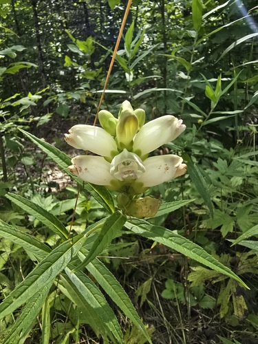 white turtlehead