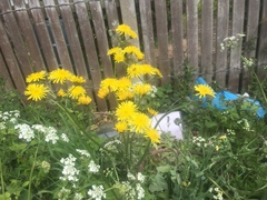 Crepis biennis