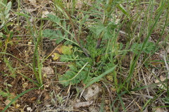 Scabiosa praemontana
