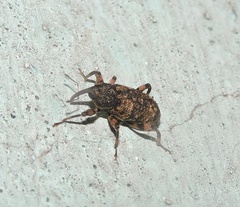 Mechistocerus
