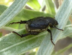 Hoplia